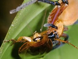 Giant Crab Spider (Sadala sp. family Sparassidae) Stock Footage
