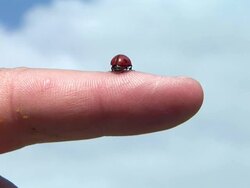 HD: Ladybird Stock Footage