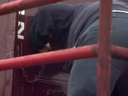 Cranberries being unloaded from trailer News Clip