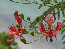 Amazing view of St Barth with tropical pink flowers Stock Footage