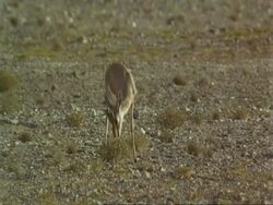 MS Arabian gazelle, Gazella arabica, feeding in desert, Jiddat al Harasis desert, Oman Stock Footage