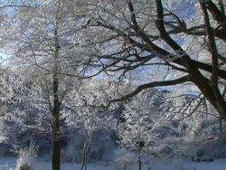HD:  Winter forest. Stock Footage