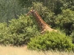 Giraffe Stock Footage