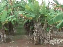Banana Plantation, Moving Tracking Shot Stock Footage