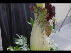 A rare "corpse flower", deemed the world's stinkiest bud, is blooming at the Houston Museum of Natural Science in Texas.  Bride-to-be Jessica Zabala is scheduled to have her wedding at the museum and says she hopes the smell of decomposition doesn't overshadow the event. News Clip