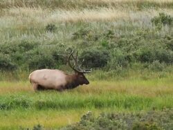 MS Shot of bull elk thrashing, pawing, splashing and digging with his antlers in marshy grass / Tetons, Wyoming, United States Stock Footage