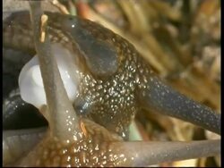 Snails mating on grass, sunny, BCU of heads, Israel Stock Footage