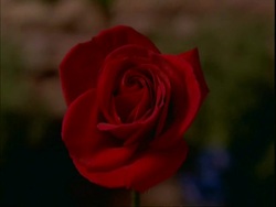 T/L Rose, bud half opens to red flower, flower slowly withers Stock Footage