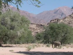 Desert Elephant (Loxodonta africana) in habitat, Ugab River Basin, Namibia: desert-dwelling population of African Bush Elephant though not distinct subspecies Stock Footage