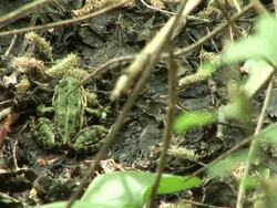 HD: Green frog Stock Footage