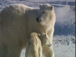 Polar bear (Ursus maritimus) interacting with husky dogs (Canis lupus familiaris) near Churchill, Manitoba, Canada Stock Footage