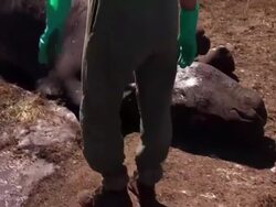 Kruger Park Rangers Inspect Dead Adult Rhino News Clip