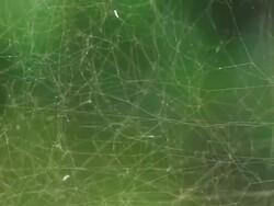 Cobweb Stock Footage