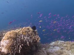 Fish over coral, Southern Visayas, Philippines Stock Footage