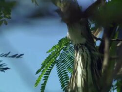 CU Heron eating tilapia / Palo Verde, Guanacaste, Costa Rica Stock Footage