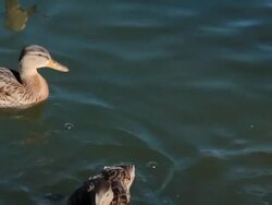 Feeding Ducks Stock Footage