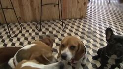 First high-end restaurant for dogs opens in Cambodia News Clip