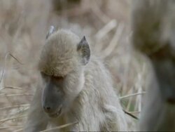 Baboons eating with young, CU, Tanzania Stock Footage