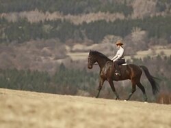 HD: Horseback Pacing Along Countryside Stock Footage