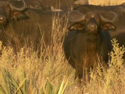 MS Buffalo herd grazing in tall grass / Okavango Delta, North West District, Botswana Stock Footage