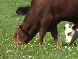 HD: Grazing cattle Stock Footage