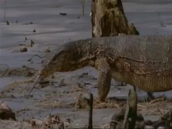 MCU Pan left, Water Monitor Lizard walking through mangrove swamp, India Stock Footage