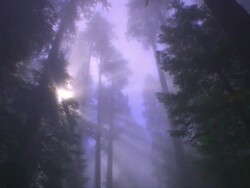 WS POV View of redwood national park with sunbeam / Redwood National Park, California, USA Stock Footage
