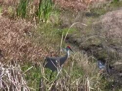Sandhill Crane Walking Through a Marsh Stock Footage