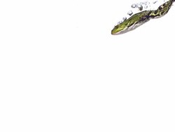 Edible Frog Rana esculenta swimming, slow motion, Normandy, France Stock Footage