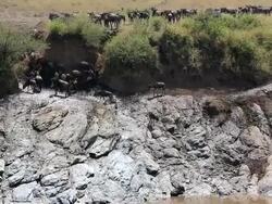 incredible fighting for survival - Great Wildebeest Migration in Kenya Stock Footage