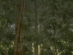 Primeval forest Stock Footage