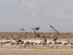WS SLO MO Shot of Group of Andean Flamingos, Phoenicoparrus andinus flying and landing in high altitude salt lake / San Pedro de Atacama, Norte Grande, Chile Stock Footage