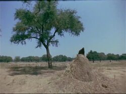 T/L - MS termite mound in foreground, tree with tree shadows moving across ground, tree horizon, Mana Pools, Zimbabwe Stock Footage