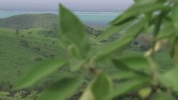 VOICED : Musica para salvar las lenguas nativas News Clip