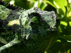 Flap necked Chameleon Stock Footage