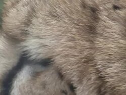 Cheetah Close Up Stock Footage