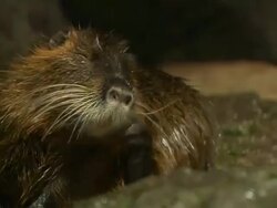 Pull Back Shot Otters Ocean World Bangkok Thailand Stock Footage