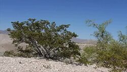 Mexico US border fence and desert News Clip