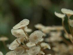 Fungus in jungle, Maliau Basin, Sabah, Malaysia, Borneo Stock Footage