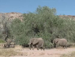 Desert Elephants (Loxodonta africana) in habitat, Ugab River Basin, Namibia: desert-dwelling population of African Bush Elephant though not distinct subspecies Stock Footage