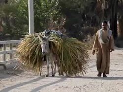MAN WITH DONKEY CARRYING SUGAR CANE Stock Footage