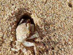  MS Crab cautiously exits from hole in sand / Hawaii, United States Stock Footage