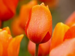 tulips in Spring with water droplets Stock Footage