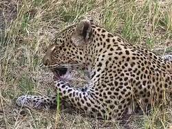 MS SLO MO Shot of panthera pardus, grooming, licking its Paw / Moremi Reserve, Botswana, South Africa Stock Footage