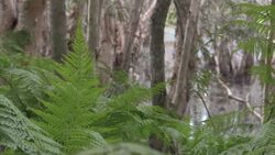 Bracken Ferns and Trees at Reservoire Backwater Stock Footage