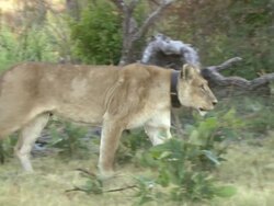 MS TS Shot of collared lioness walking through bush followed by lion / Okavango Delta, North-West District, Botswana Stock Footage