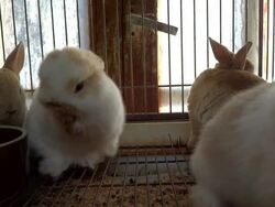 MS Shot of baby rabbit / Kanazawa, Ishikawa Prefecture, Japan Stock Footage