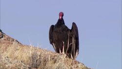A buzzard perches on a rock near dry grass. Stock Footage