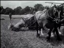 IT'S HARVEST TIME IN BUSHEY PARK - News Clip