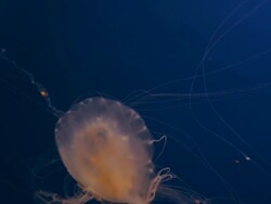 Beautiful iridescent Jelly Fish swims in front of camera in blue water. Stock Footage